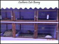 /album/nosso-coelhario/thalita-2-copy-jpg/
